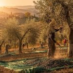 Olivenernte in der Toskana: Tradition, Qualität und die Herausforderungen der Moderne