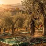 Olivenernte in der Toskana: Tradition, Qualität und die Herausforderungen der Moderne