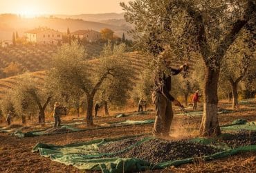 Olivenernte in der Toskana: Tradition, Qualität und die Herausforderungen der Moderne